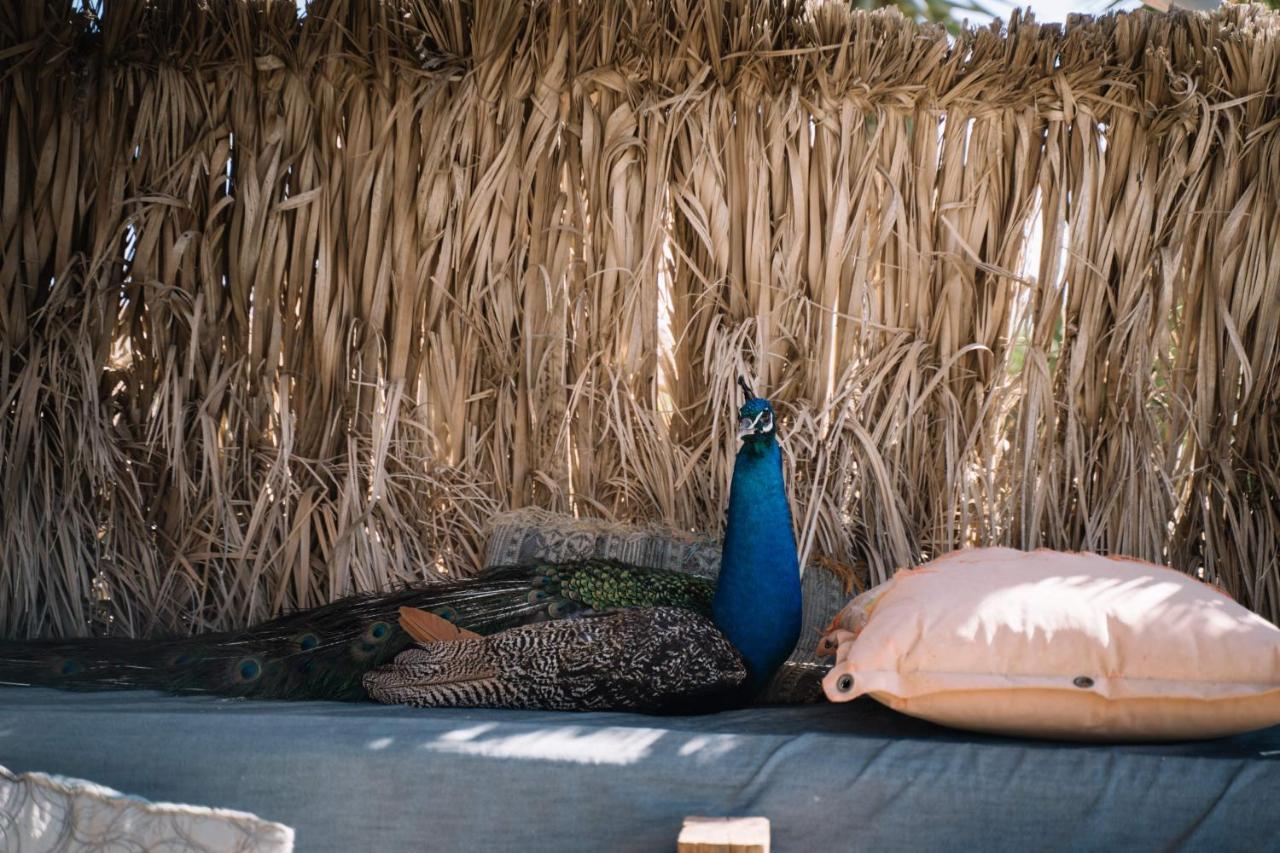 ميتزبي رامون Succah In The Desert المظهر الخارجي الصورة